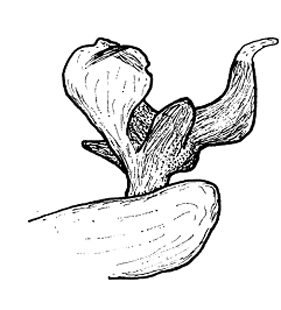 speciesimage