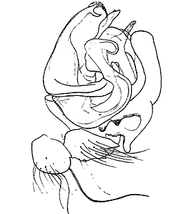 speciesimage