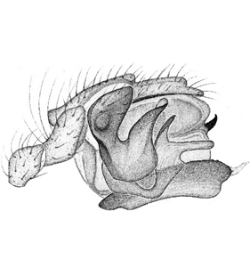 speciesimage