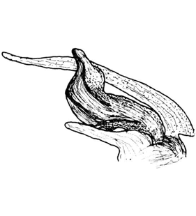 speciesimage