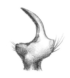 speciesimage