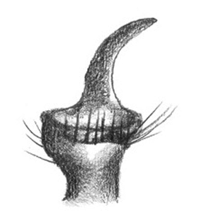 speciesimage