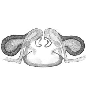 speciesimage