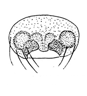 speciesimage