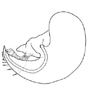 speciesimage