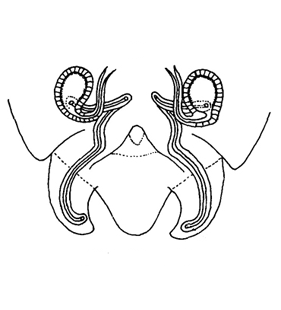 speciesimage