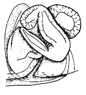 speciesimage