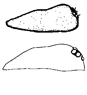 speciesimage