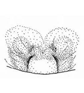 speciesimage