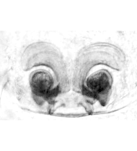 speciesimage