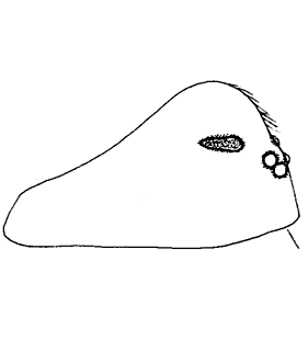 speciesimage