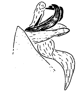 speciesimage