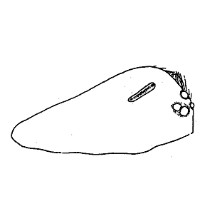 speciesimage