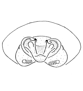 speciesimage