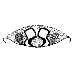 speciesimage