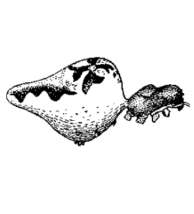 speciesimage