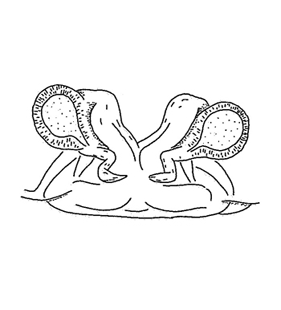 speciesimage