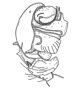 speciesimage