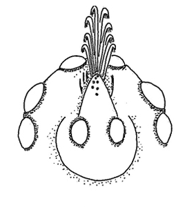 speciesimage