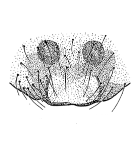 speciesimage