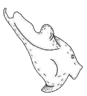 speciesimage