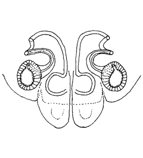 speciesimage
