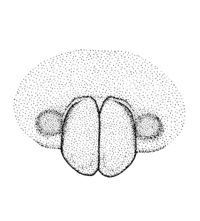 speciesimage