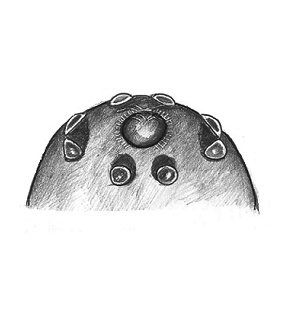 speciesimage