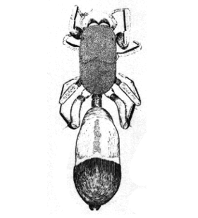 speciesimage