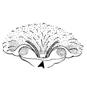 speciesimage