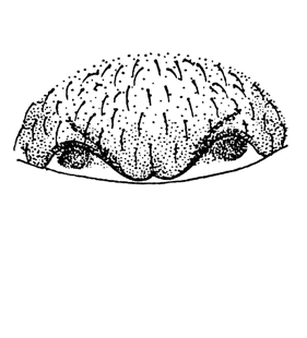 speciesimage