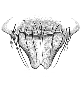 speciesimage
