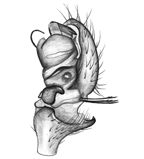 speciesimage