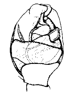 speciesimage