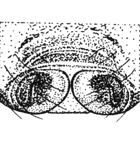 speciesimage