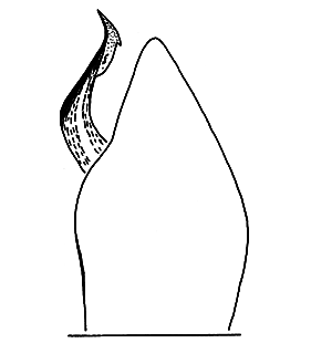 speciesimage