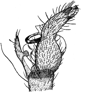 speciesimage