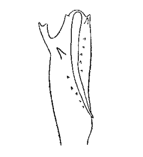 species