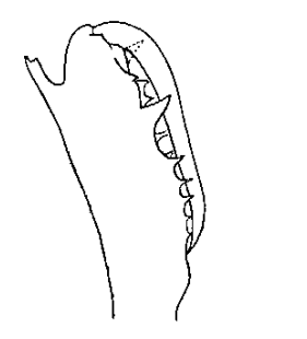 species