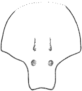 species