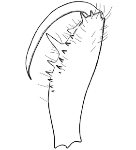 species