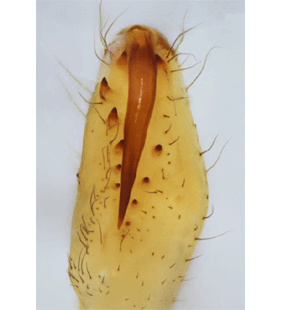species