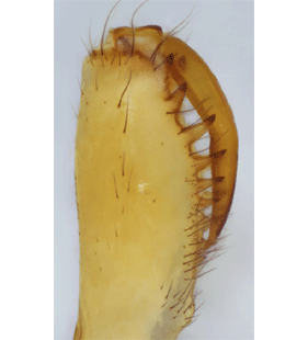 species