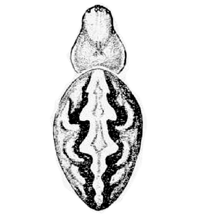 speciesimage