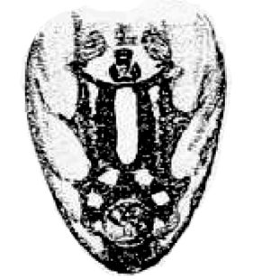 speciesimage