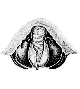 speciesimage