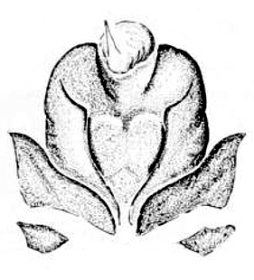 speciesimage