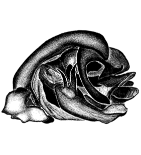 speciesimage