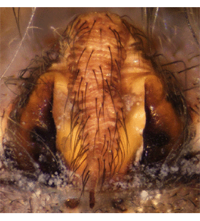 speciesimage