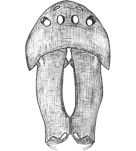 species